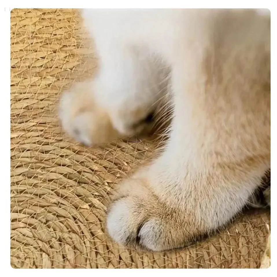 Lit douillet pour chat - Image 5